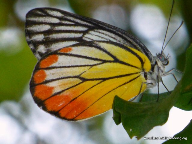 Bangkok Butterflies